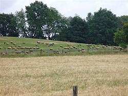 obilí