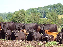 zvířata