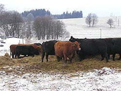 zvířata